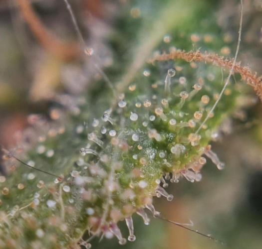 12h from seed AkAuto!. Week 13