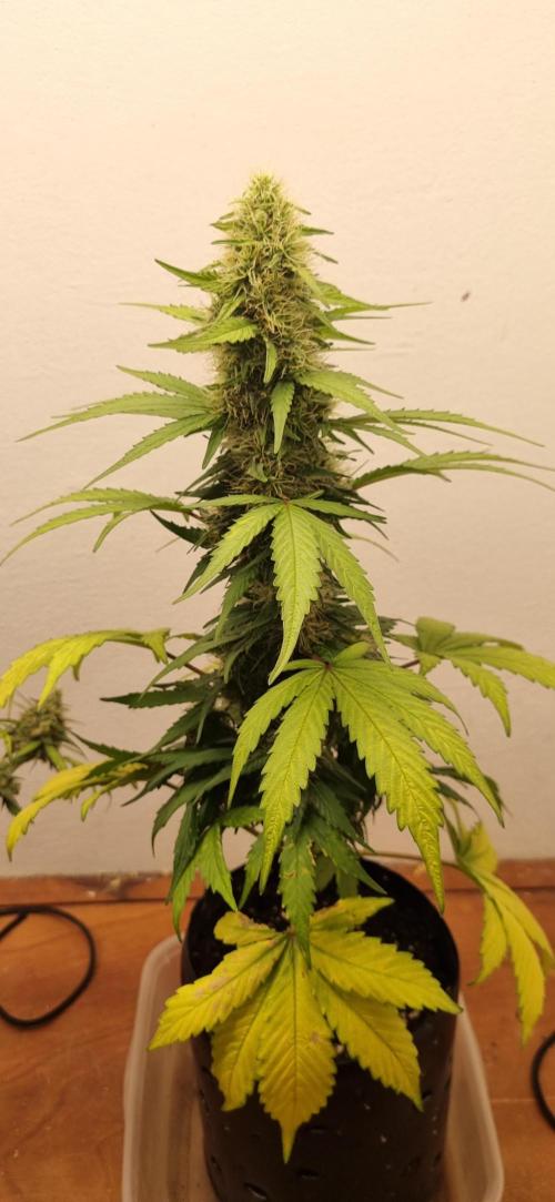 12h from seed GreatWhiteShark!. Week 9 - 04/11 - 57d