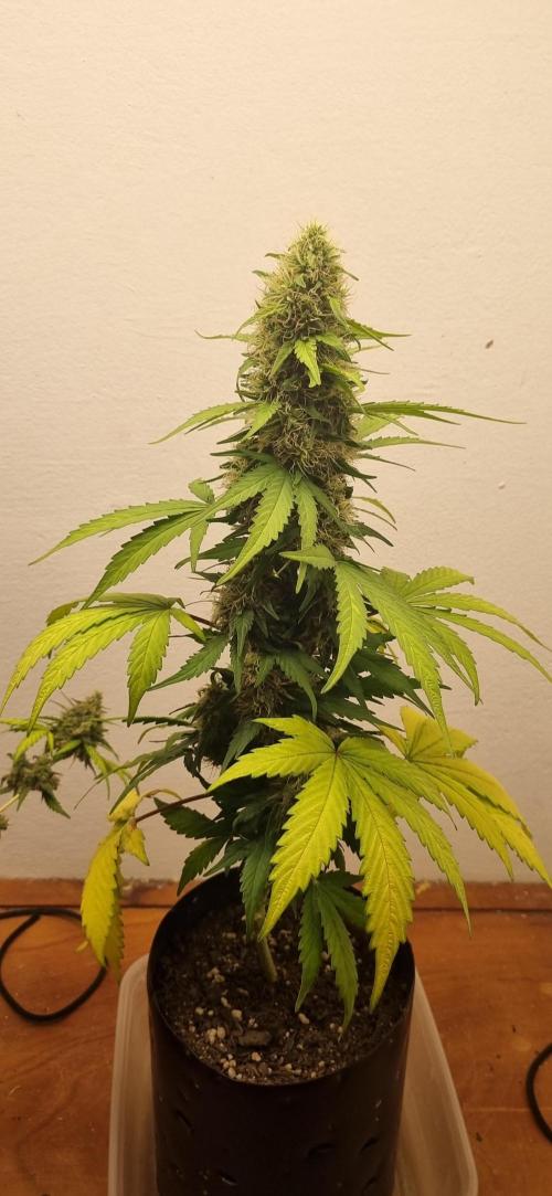 12h from seed GreatWhiteShark!. Week 9 - 05/11 - 58d
