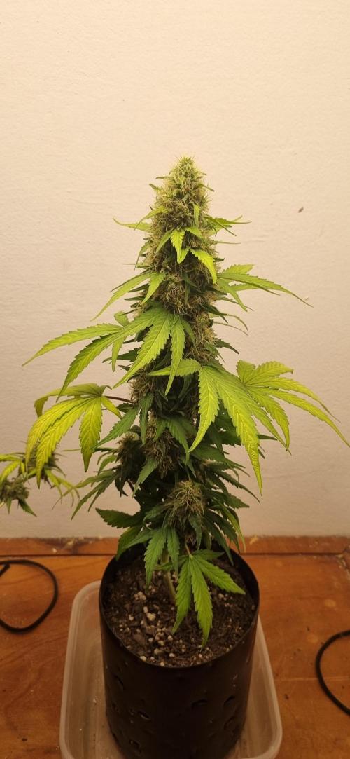 12h from seed GreatWhiteShark!. Week 9 - 06/11 - 59d