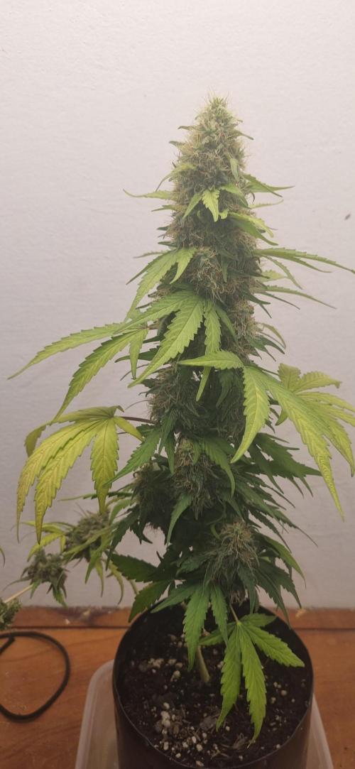12h from seed GreatWhiteShark!. Week 9 - 07/11 - 60