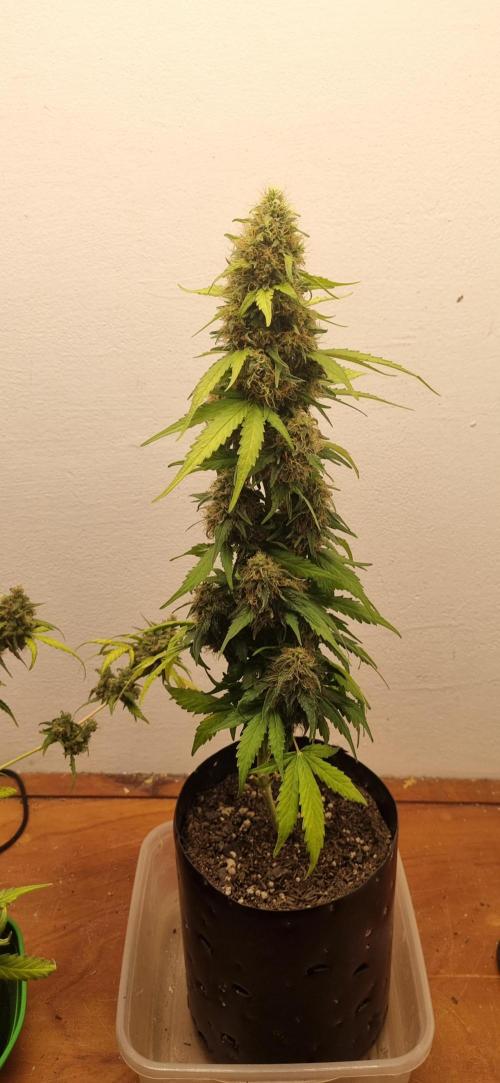 12h from seed GreatWhiteShark!. Week 9 - 09/11 - 62d