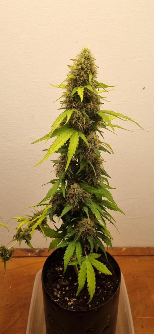 12h from seed GreatWhiteShark!. Week 9 - 10/11 - 63d