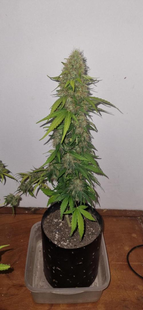 12h from seed GreatWhiteShark!. Week 9 - no light