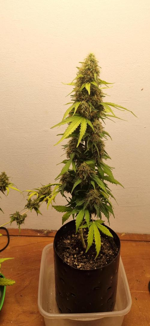 12h from seed GreatWhiteShark!. Week 10 - 11/11 - 64d