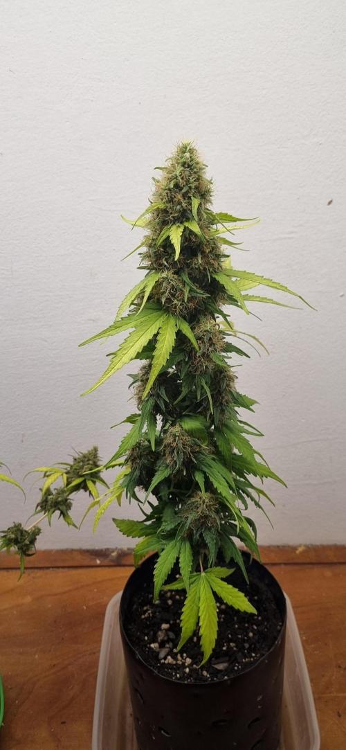 12h from seed GreatWhiteShark!. Week 10 - 12/11 - 65d