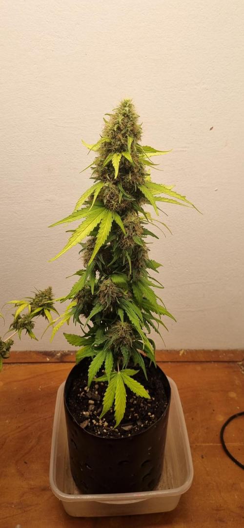 12h from seed GreatWhiteShark!. Week 10 - 13/11 - 66d
