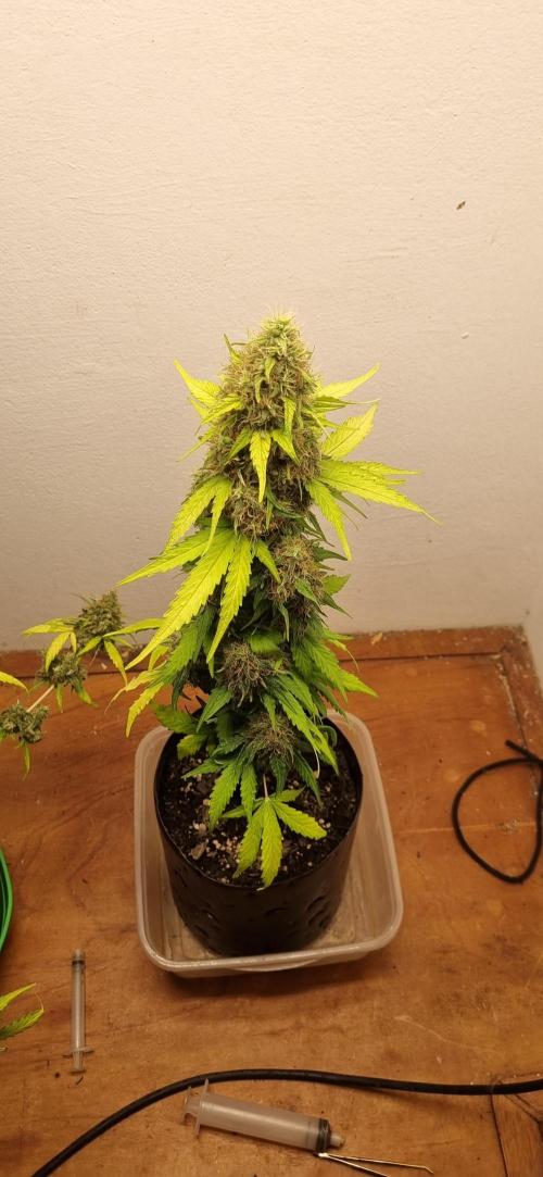 12h from seed GreatWhiteShark!. Week 10 - 14/11 - 67d