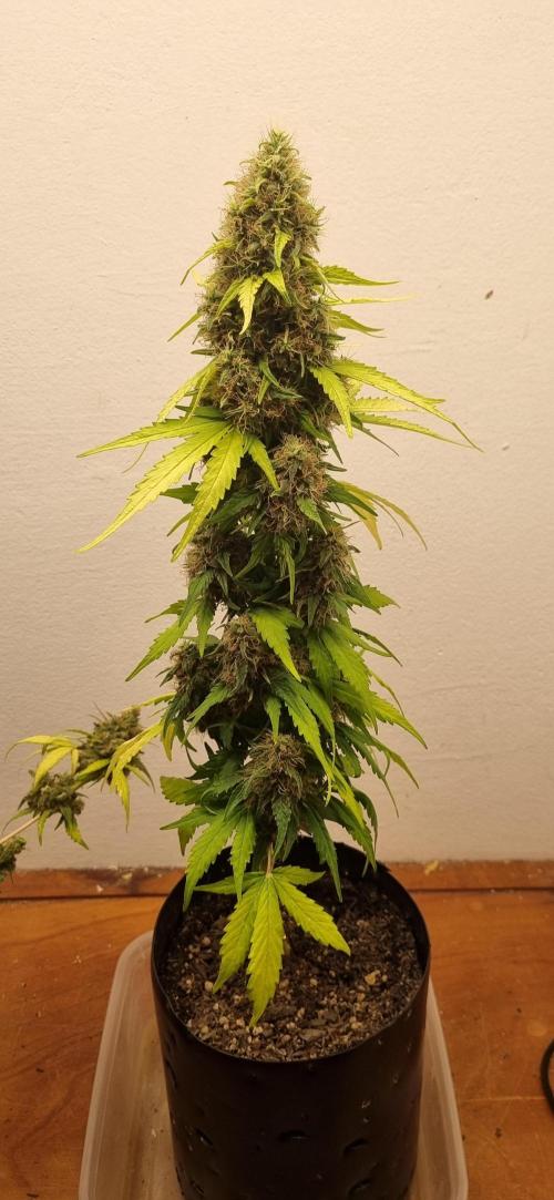 12h from seed GreatWhiteShark!. Week 10 - 17/11 - 70d
