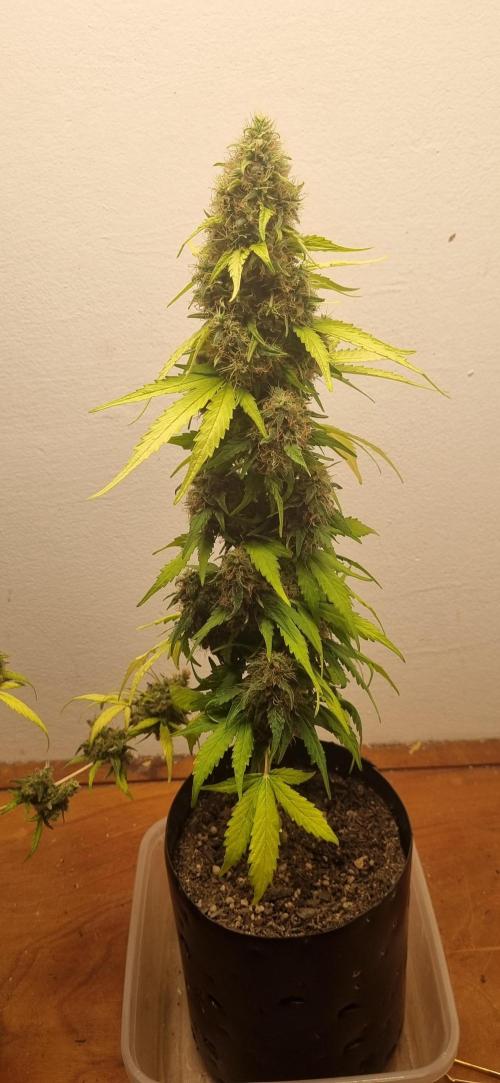 12h from seed GreatWhiteShark!. Week 11 - 18/11 - 71d