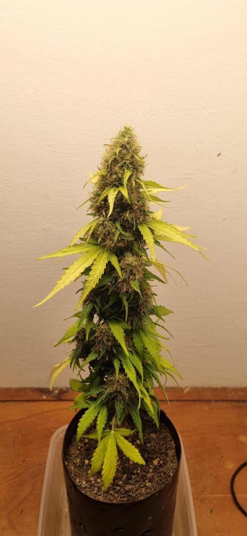 12h from seed GreatWhiteShark!. Week 11 - 19/11 - 72d