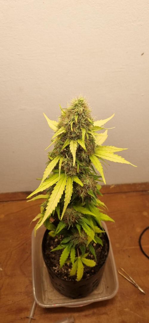 12h from seed GreatWhiteShark!. Week 11 - 21/11 - 74d
