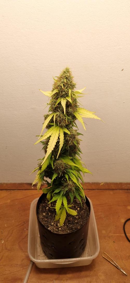 12h from seed GreatWhiteShark!. Week 11 - 23/11 - 76d