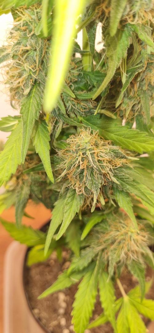 12h from seed GreatWhiteShark!. Week 11