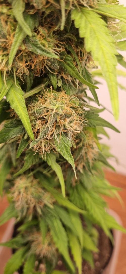 12h from seed GreatWhiteShark!. Week 11