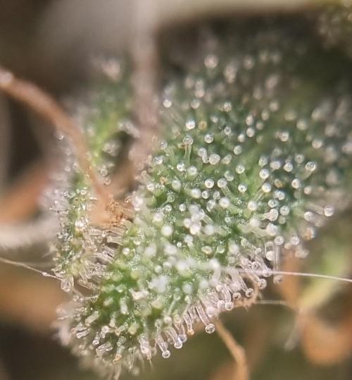 12h from seed GreatWhiteShark!. Week 11