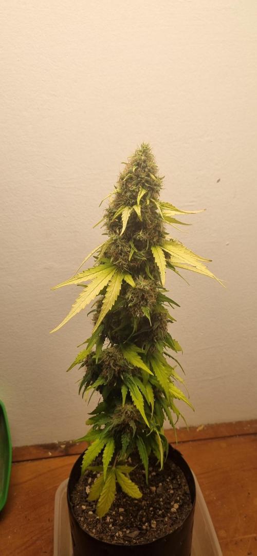 12h from seed GreatWhiteShark!. Week 12 - 27/11 - 80d
