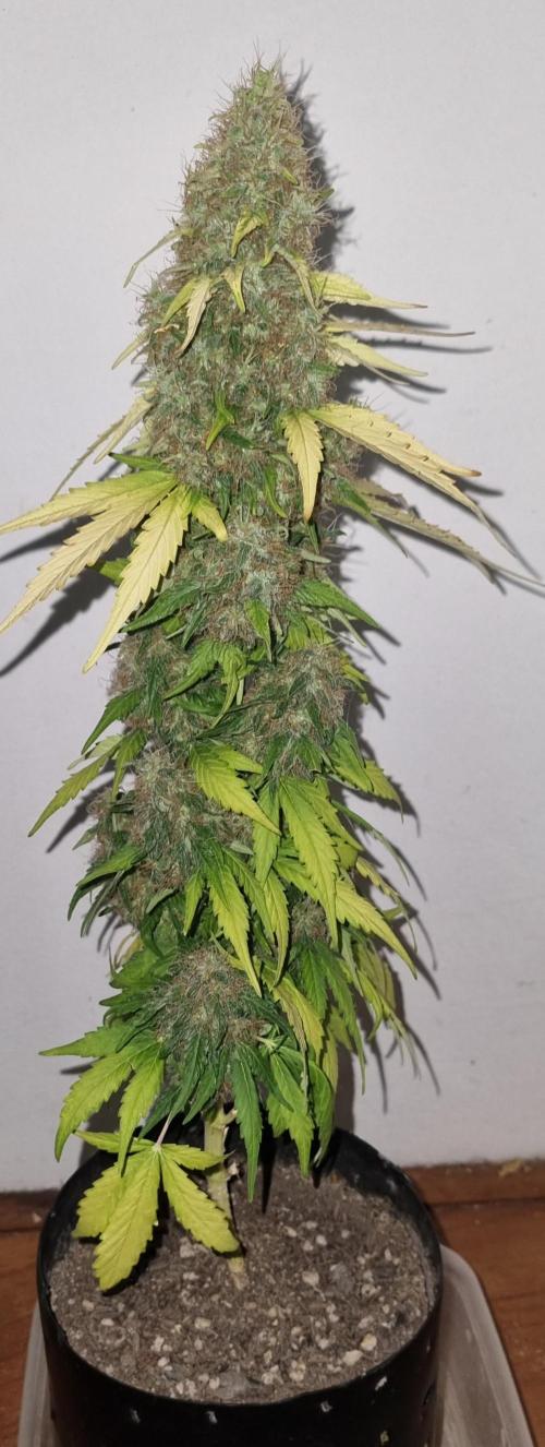 12h from seed GreatWhiteShark!. Week 12 - 28/11 - 81d