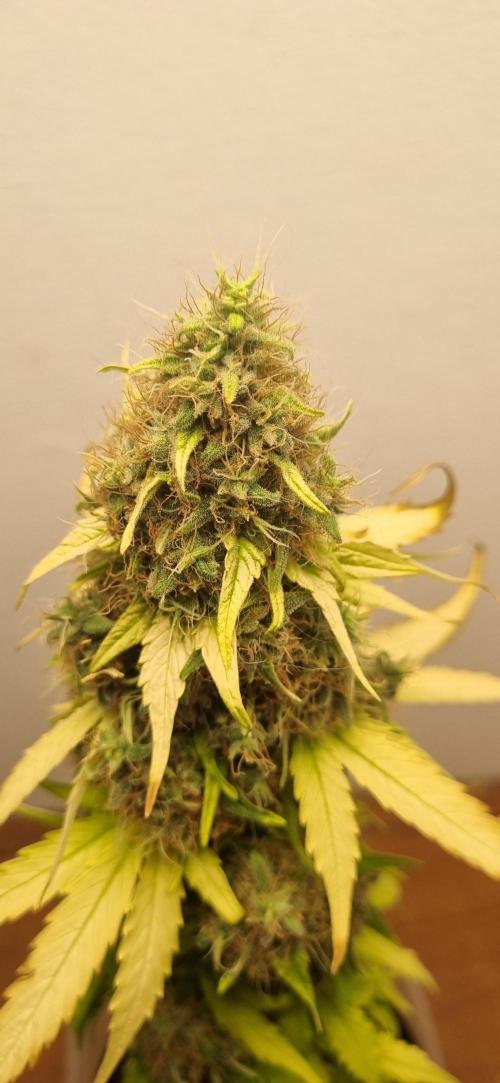 12h from seed GreatWhiteShark!. Week 12