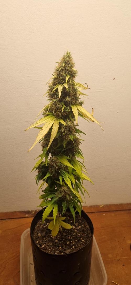 12h from seed GreatWhiteShark!. Week 12 - 01/12 - 84d