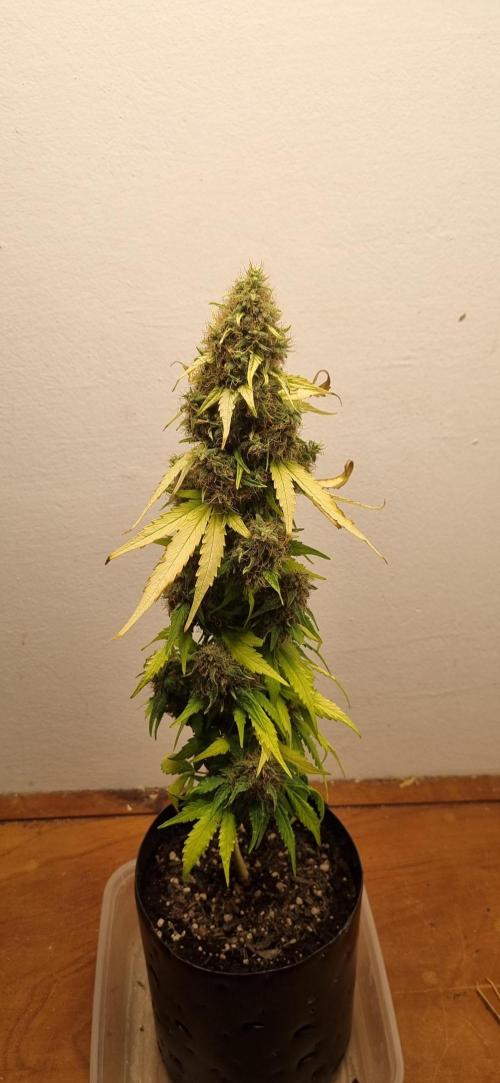 12h from seed GreatWhiteShark!. Week 13 - 02/12 - 85d