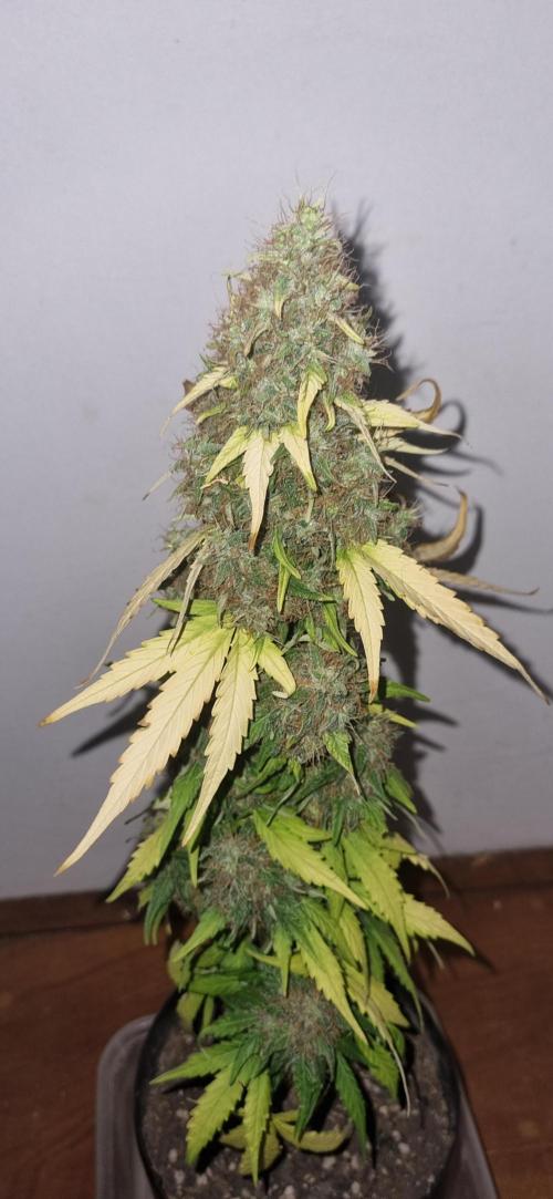 12h from seed GreatWhiteShark!. Week 13 - no light