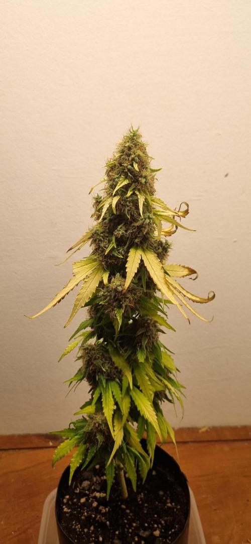 12h from seed GreatWhiteShark!. Week 13 - 03/12 - 86d