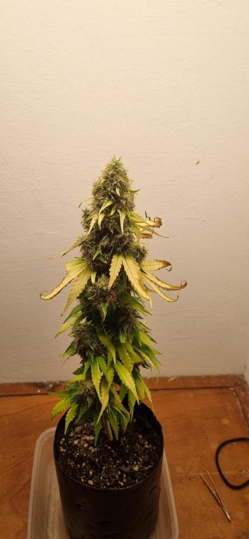 12h from seed GreatWhiteShark!. Week 13 - 04/12 - 87d