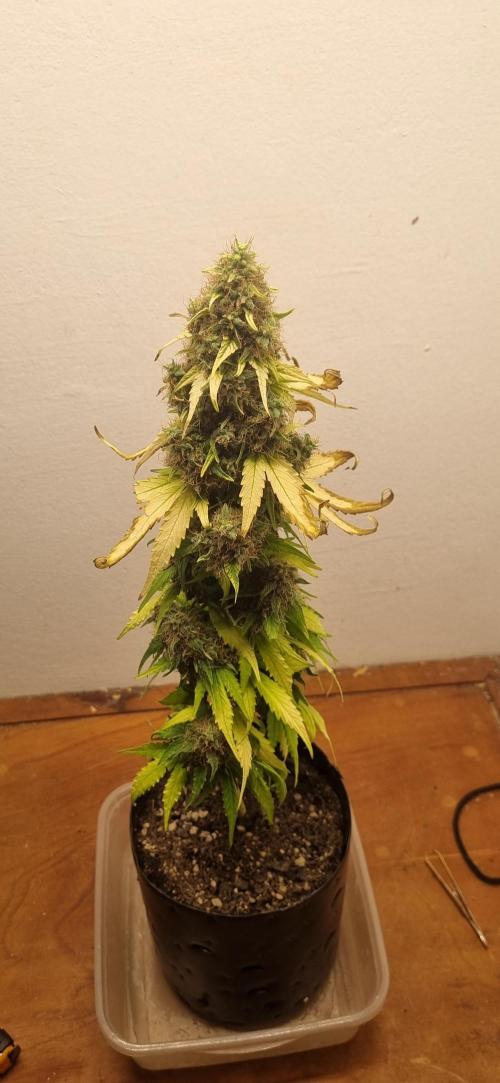 12h from seed GreatWhiteShark!. Week 13 - 05/12 - 88d