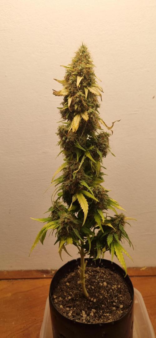 12h from seed GreatWhiteShark!. Week 13 - 08/12 - 91d