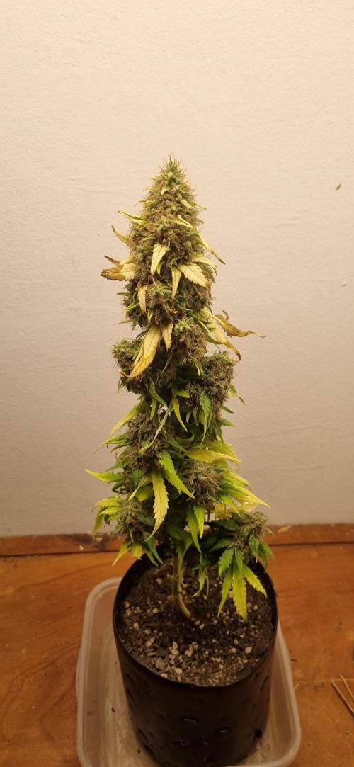 12h from seed GreatWhiteShark!. Week 14 - 09/12 - 92d