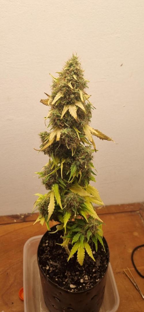 12h from seed GreatWhiteShark!. Week 14 - 10/12 - 93d