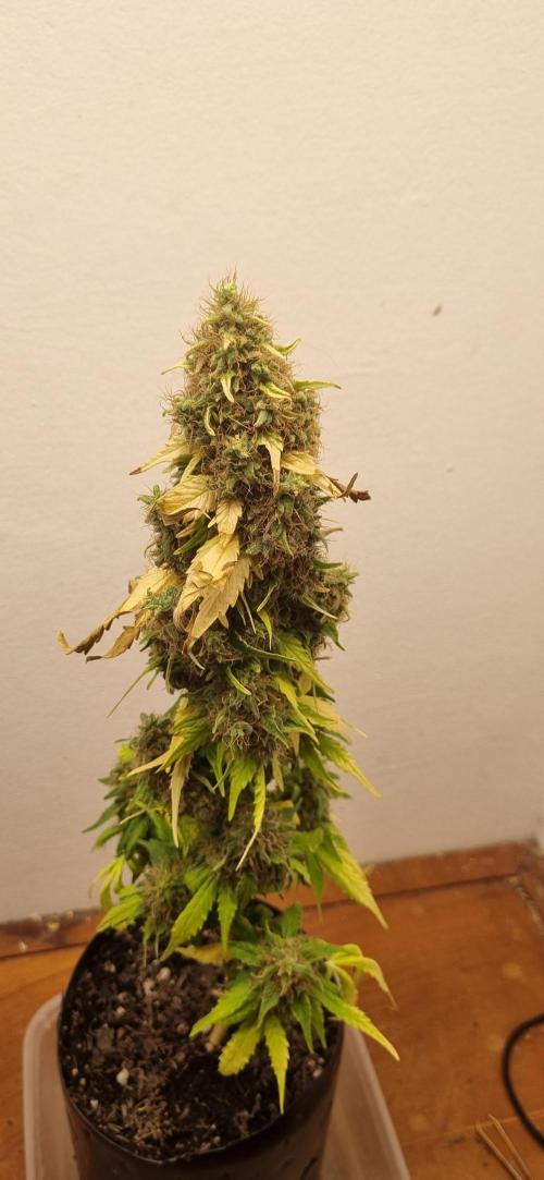 12h from seed GreatWhiteShark!. Week 14 - 11/12 - 94d