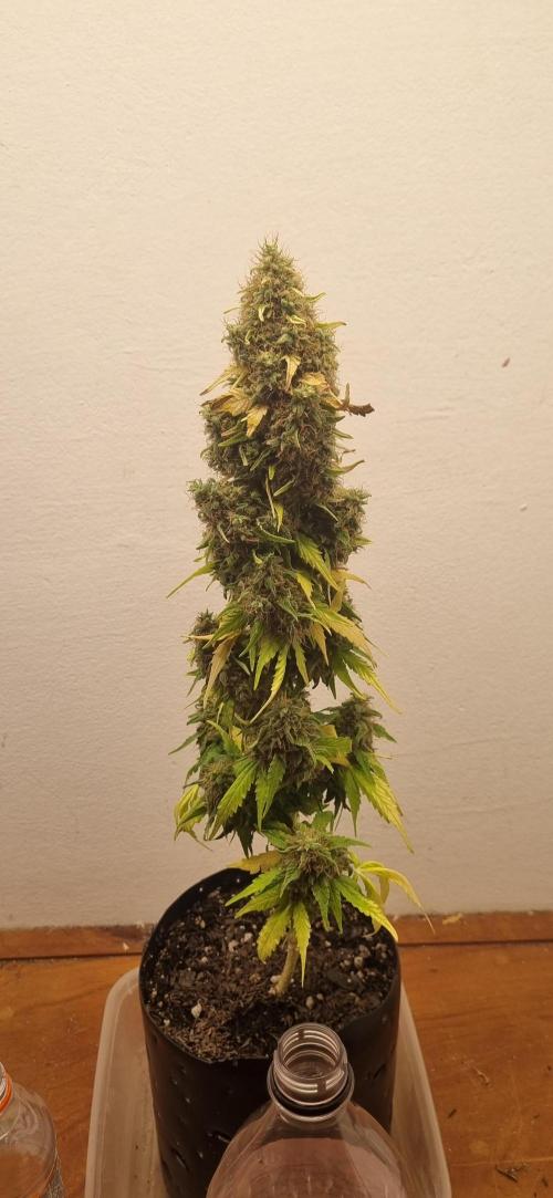 12h from seed GreatWhiteShark!. Week 14 - 12/12 - 95
