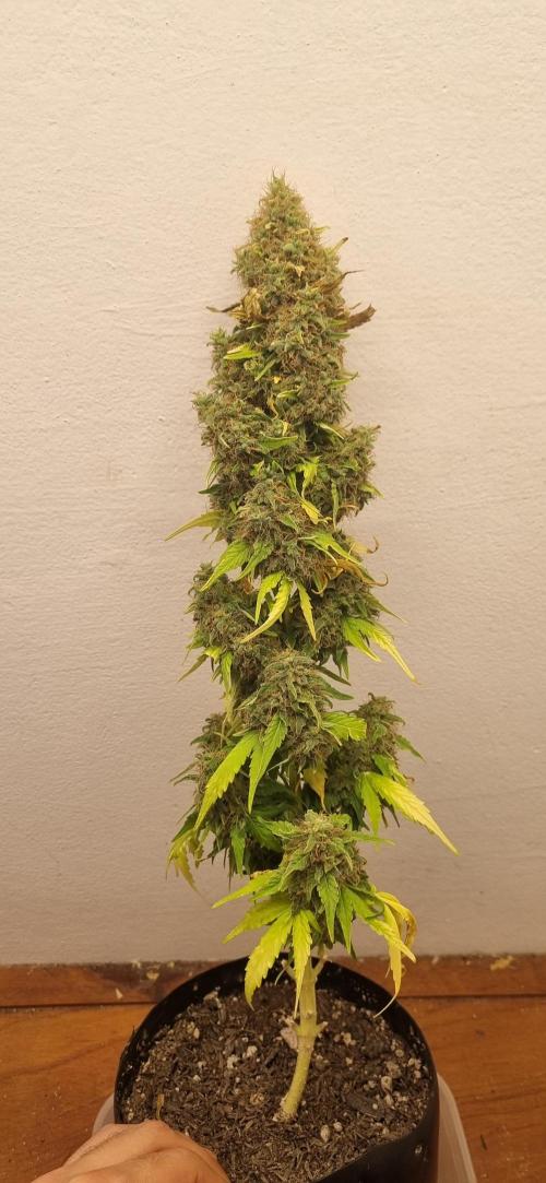 12h from seed GreatWhiteShark!. Week 14 - 14/12 - 97d