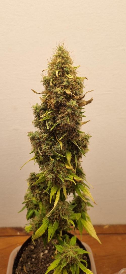 12h from seed GreatWhiteShark!. Week 15 - 16/12 - 99d