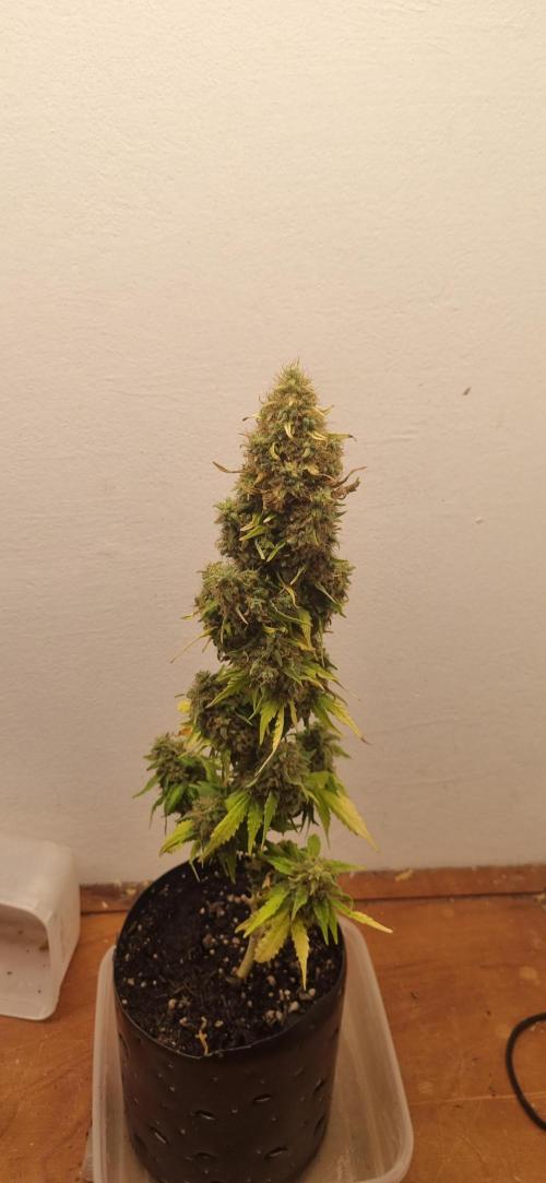 12h from seed GreatWhiteShark!. Week 15 - 17/12 - 100d