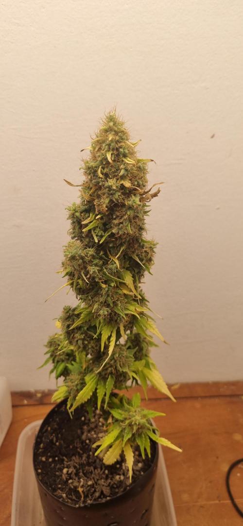 12h from seed GreatWhiteShark!. Week 15 - 18/12 - 101d
