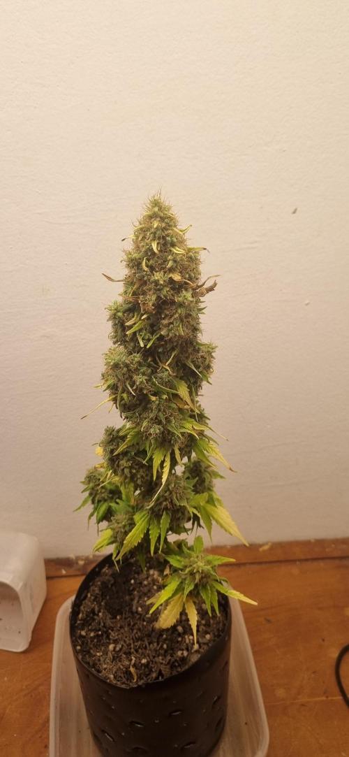 12h from seed GreatWhiteShark!. Week 15 - 19/12  - 102d