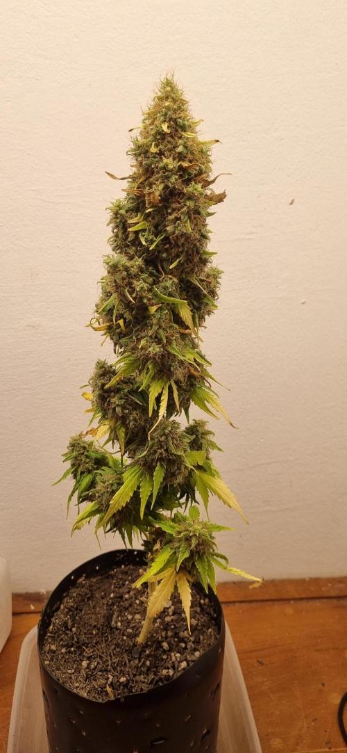 12h from seed GreatWhiteShark!. Week 15 - 20/12 - 103d
