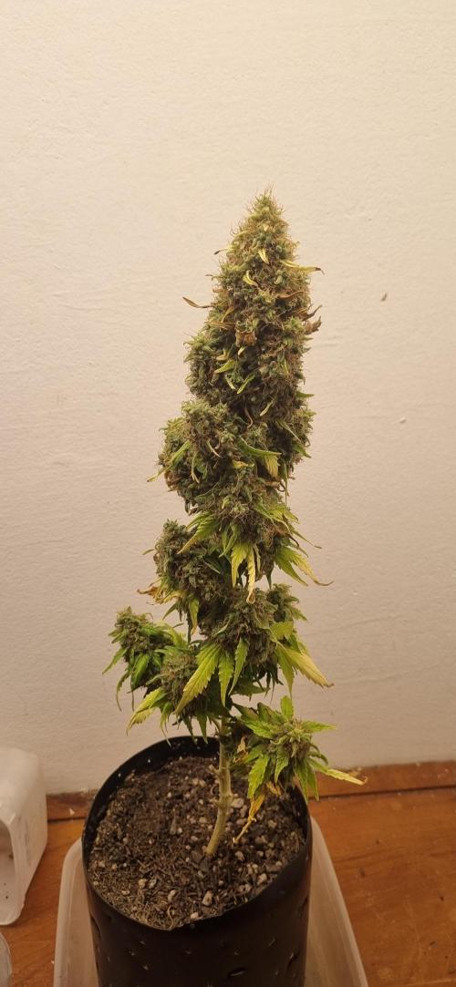 12h from seed GreatWhiteShark!. Week 15 - 22/12 - 105d