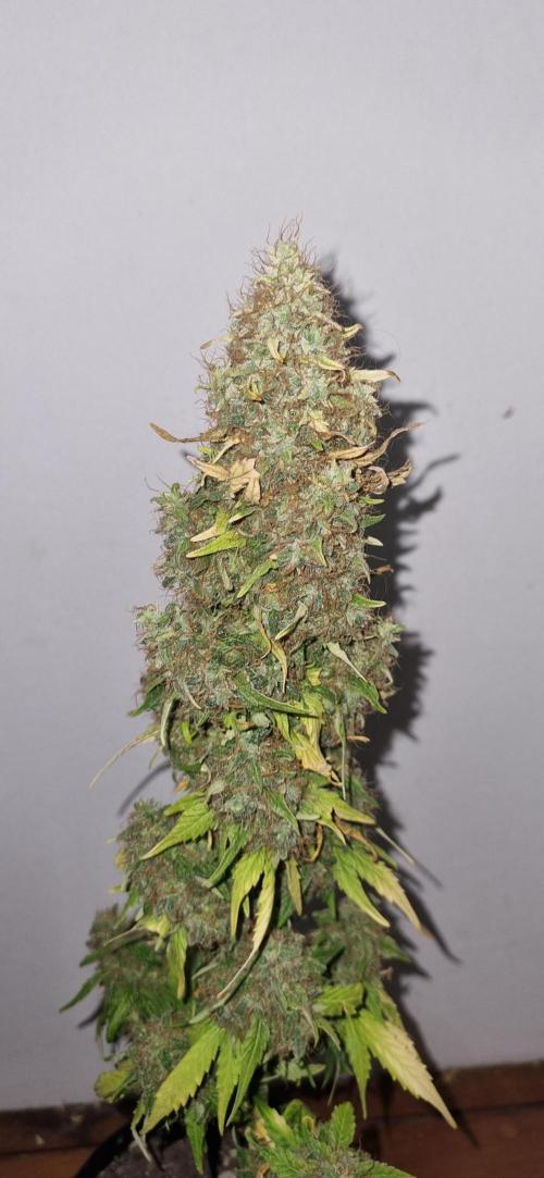 12h from seed GreatWhiteShark!. Week 15 - no light