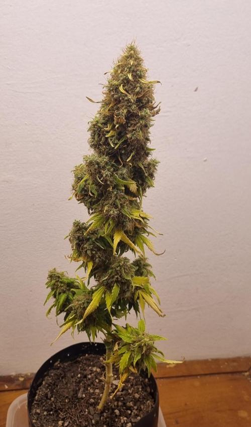 12h from seed GreatWhiteShark!. Week 16 - 23/12 - 106d