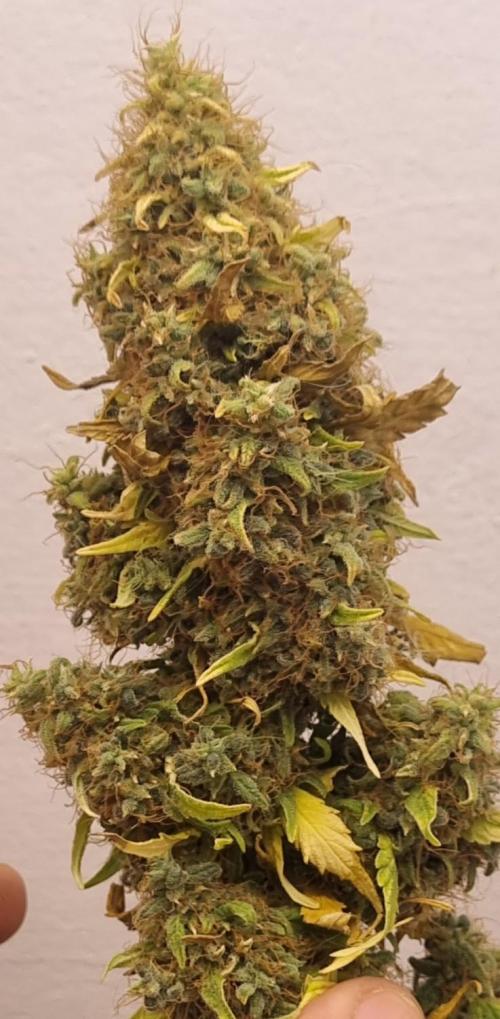 12h from seed GreatWhiteShark!. Week 16 - 24/12 - 107d