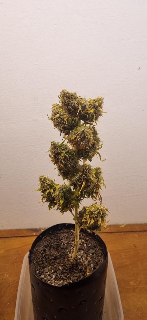 12h from seed GreatWhiteShark!. Week 16 - 26/12 - 109d