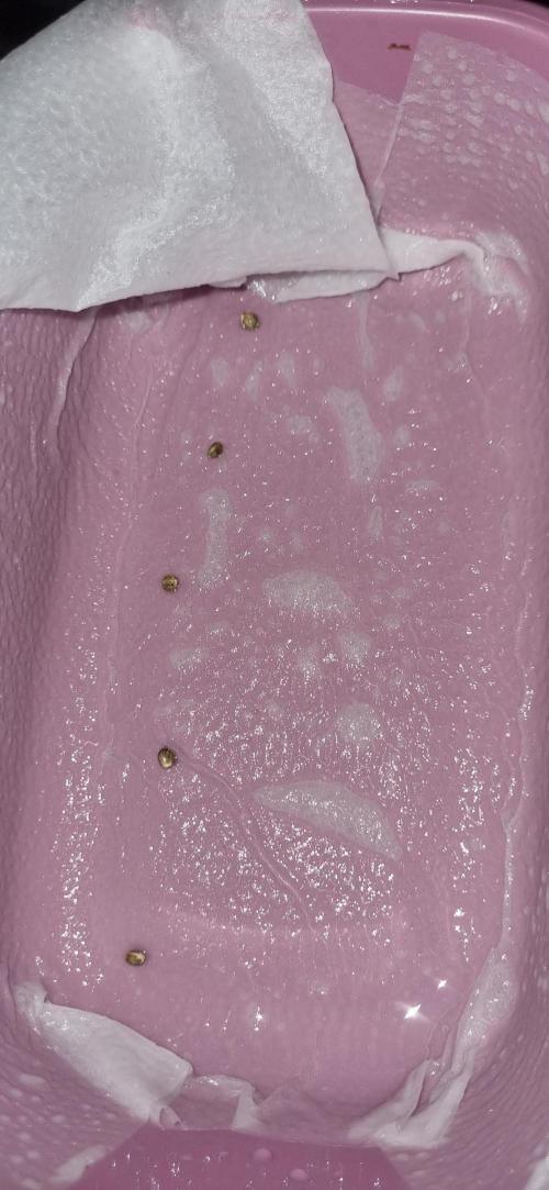 12h from seed Pound Cake Auto. Week 0 - 08/12 - 02:00 put it to germinate