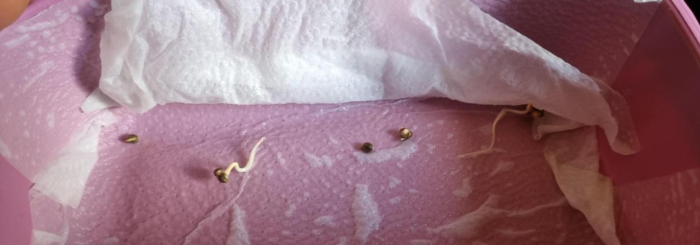 12h from seed Pound Cake Auto. Week 0 - 10/12 - 02:00 - two grew up well
