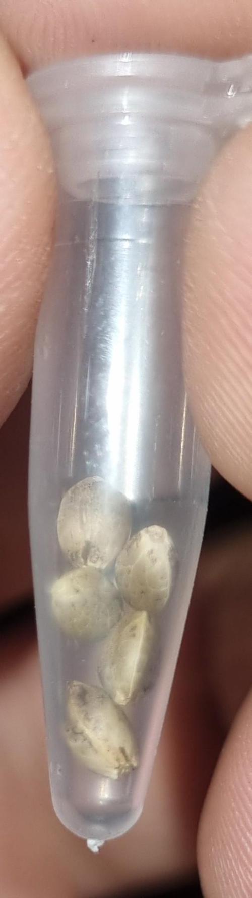 12h from seed Pound Cake Auto. Week 0