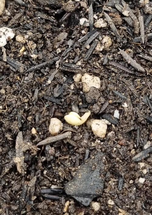 12h from seed Pound Cake Auto. Week 0 - 10/12 - 14h50