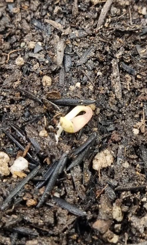 12h from seed Pound Cake Auto. Week 0 - 10/12 - 14h50 second pound